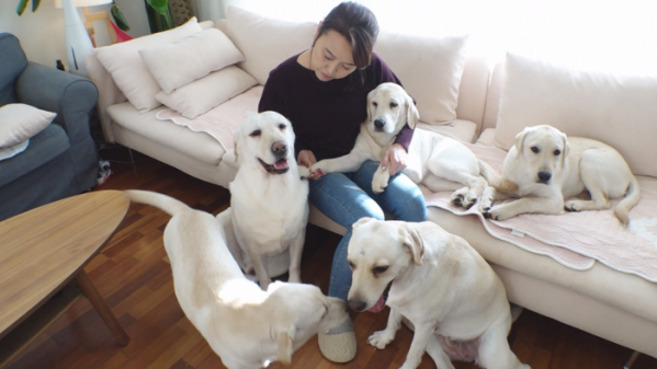 ▲'TV 동물농장' 레트리버(사진제공=SBS)