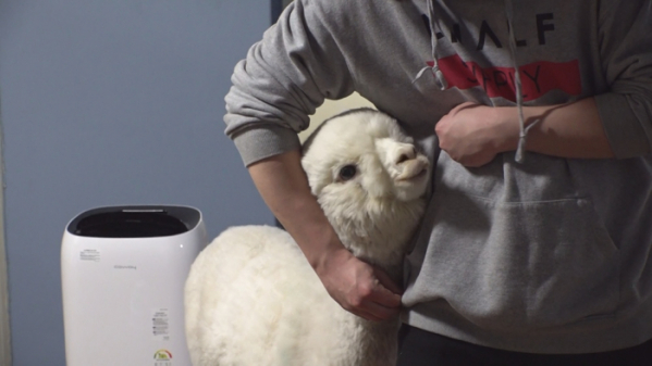 ▲'TV 동물농장' 알파카 '파카'(사진제공=SBS)