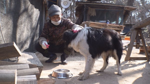 ▲'TV 동물농장' 보더콜리 '빌'(사진제공=SBS)