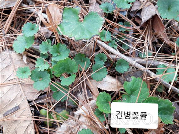 ▲북한산 음지에서 자생하고 있는 긴병꽃풀(사진 홍지영 동년기자)