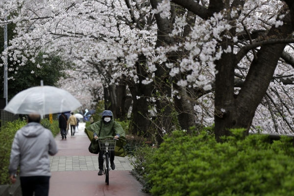 ▲일본 도쿄의 한 길가에 23일 벚꽃이 활짝 피어 있다. 일본 정부는 이날 26일부터 미국발 입국을 제한한다는 방침을 결정했다. 도쿄/AP연합뉴스
