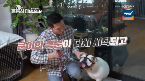 ▲잉글리시 불도그가 '개는훌륭하다'에 등장했다.(사진=KBS2 방송화면 캡처)