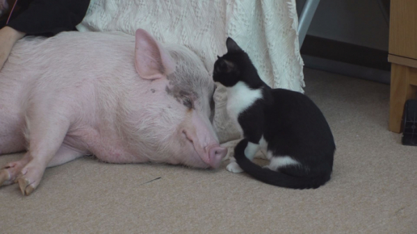 ▲'TV 동물농장' 핑크돼지(사진제공=SBS)