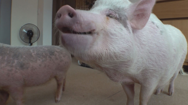 ▲'TV 동물농장' 핑크돼지(사진제공=SBS)