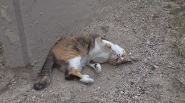 ▲'TV 동물농장'(사진제공=SBS)