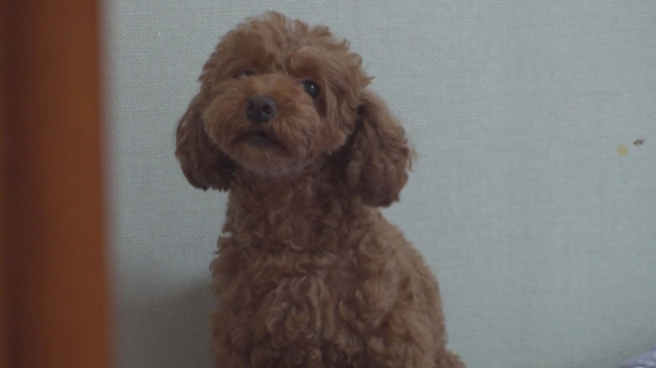 ▲딩가(사진제공=SBS)