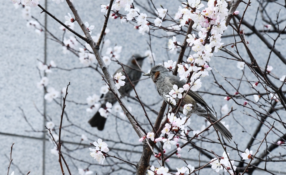 ▲지난달 26일 서울 종로구의 한 거리에 핀 매화나무에서 직박구리가 꿀을 먹고 있다. 신태현 기자 holjjak@ (이투데이DB)