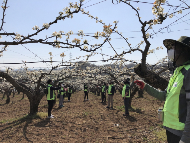 ▲팜한농 직원들이 배 과수원에서 배꽃 인공수분(화접) 작업을 돕고 있다. (사진제공=팜한농)