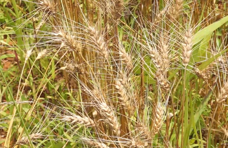 ▲우리밀 밭 (농촌진흥청 )