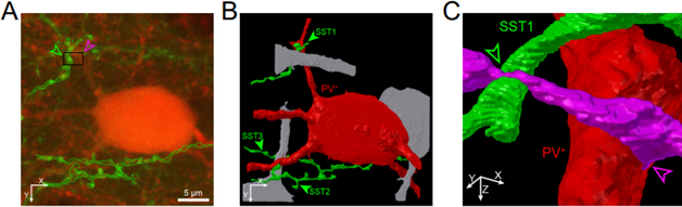 ▲소마토스타틴과 다른 신경세포간의 연결성을 나타낸 모식도 (카이스트 제공)