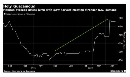 ▲멕시코산 아보카도 가격 추이. 출처 블룸버그