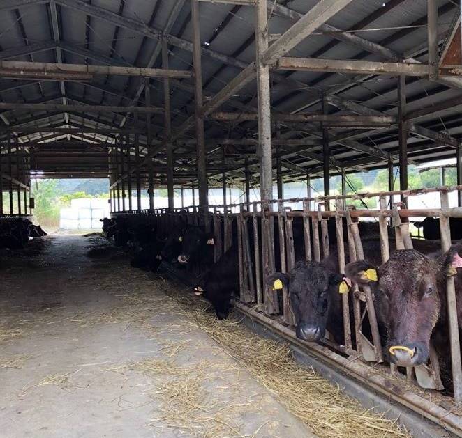 ▲라이브케어 서비스가 도입된 일본 와규목장의 모습.  (사진제공=유라이크코리아)