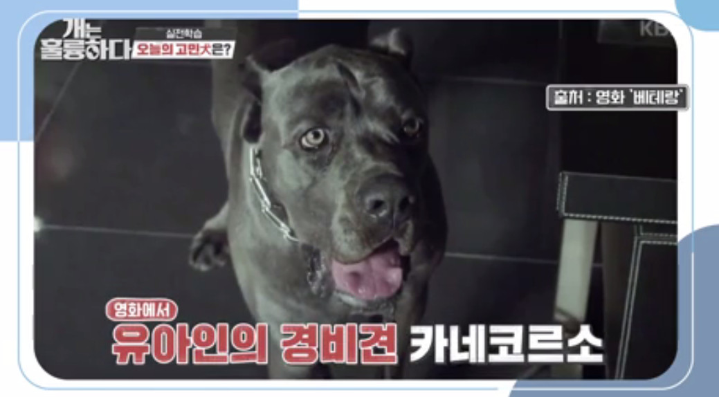 (출처=KBS '개는 훌륭하다' )