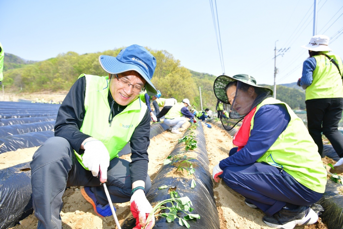 ▲29일 충북 진천군 백곡면에서 진행된 영농철 농촌 일손돕기 활동에서 손병환 NH농협은행장(왼쪽)과 임직원들이 고구마 밭에서 땀을 흘리고 있다.