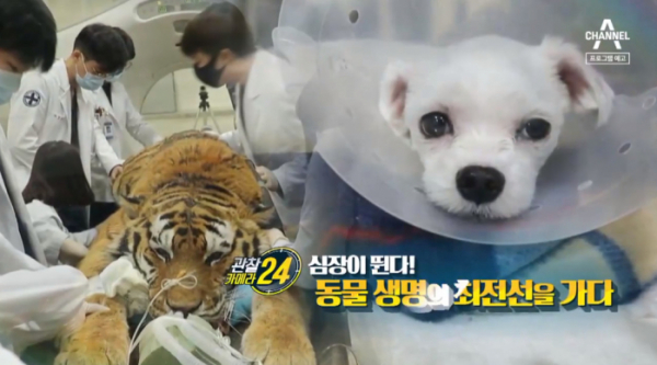 ▲'관찰카메라 24' 심장이 뛴다(사진제공=채널A)