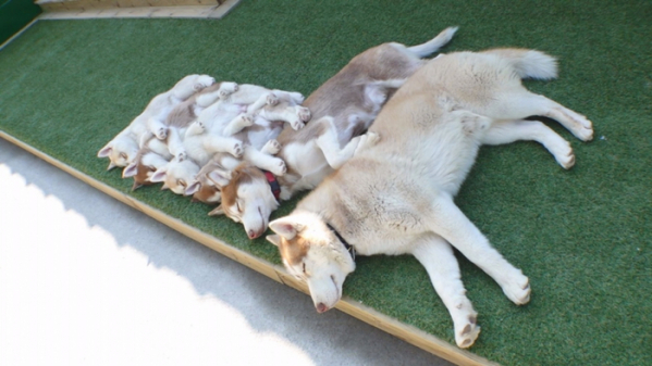 ▲'TV 동물농장' 허스키(사진제공=SBS)