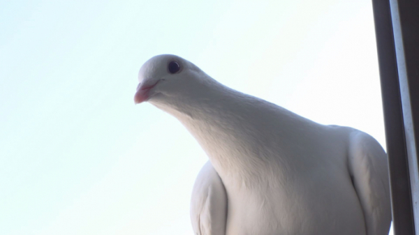 ▲'TV 동물농장' 백비둘기(사진제공=SBS)