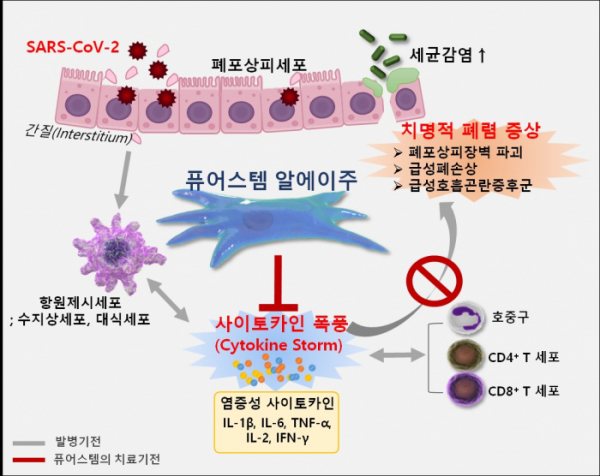 ▲코로나19에서 퓨어스템 알에이주의 치료기전 모식도 (강스템바이오텍)