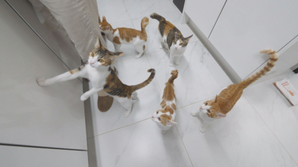 ▲'TV 동물농장' 막내(사진제공=SBS)