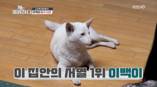 ▲시바이누(시바견)(사진=KBS2 '개는 훌륭하다' 방송화면 캡처)
