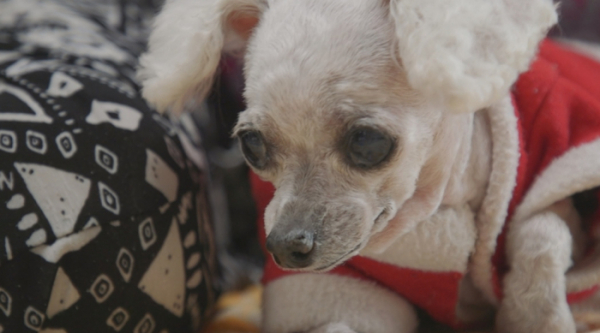 ▲'TV 동물농장' 할머니와 은비(사진제공=SBS)