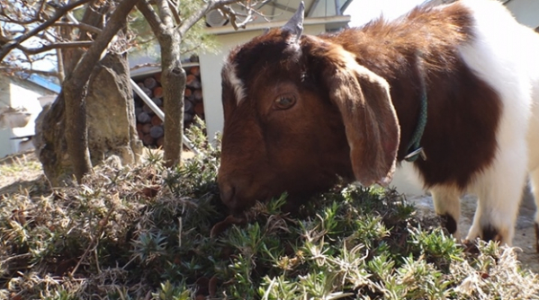 ▲'TV 동물농장' 가브리엘(사진제공=SBS)
