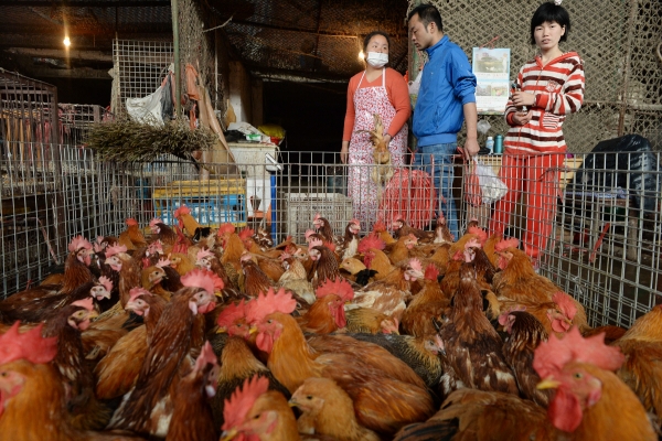 ▲중국 상하이의 한 시장에서 2014년 5월 1일(현지시간) 고객들이 살아있는 닭을 사기 위해 고르고 있다. 상하이/신화뉴시스 
