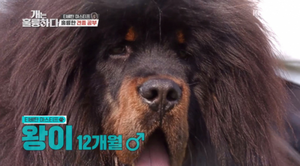 ▲티베탄 마스티프(사진제공=KBS2)