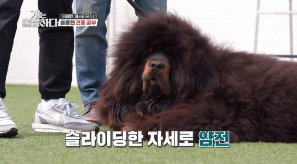 ▲티베탄 마스티프(사진제공=KBS2)