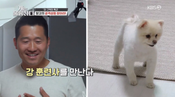 ▲'개는 훌륭하다' 포메라니안 망고(사진제공=KBS2)