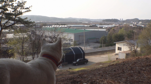 ▲'순간포착 세상에 이런 일이' 진돗개 별이(사진제공=SBS)