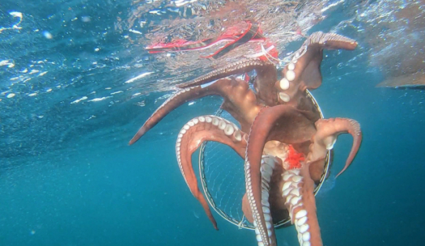 ▲'관찰카메라24' 대문어(사진제공=채널A)