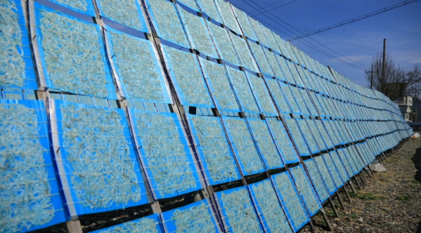 ▲'관찰카메라24' 실치(사진제공=채널A)