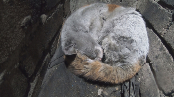 ▲‘TV 동물농장’ 고양이 '나비' (사진제공=SBS)