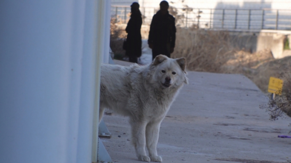 ▲‘TV 동물농장’ 우이천 백구(사진제공=SBS)