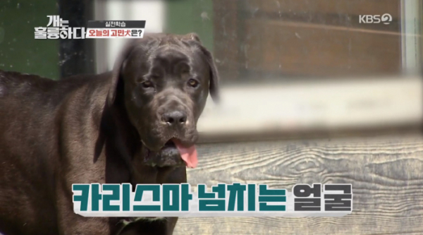 ▲개는 훌륭하다