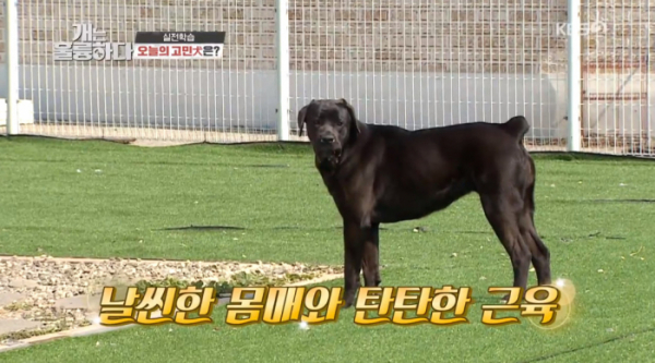 ▲개는 훌륭하다