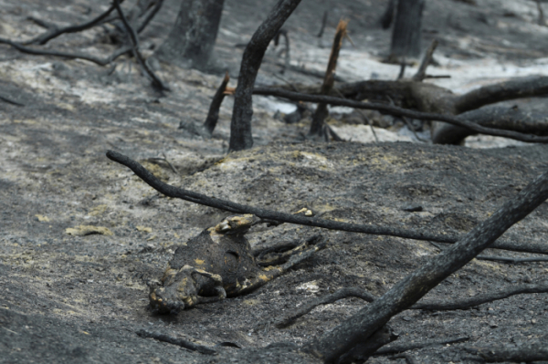 ▲호주에서 발생한 대형 산불로 인해 많은 동물이 죽었다. (AP/뉴시스)