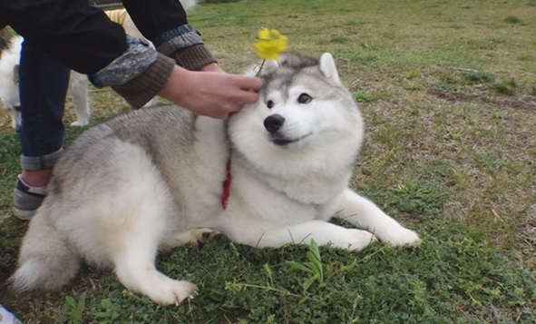 ▲'TV동물농장' 허스키 '빅시'(사진제공=SBS)