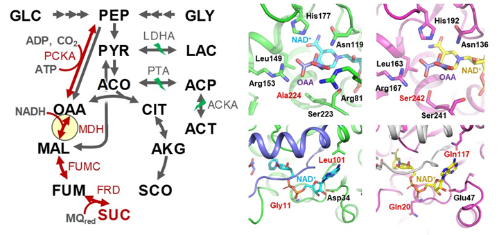 ▲개발된 숙신산 생산 미생물의 대사회로 및 숙신산 생산에 핵심적인 말산 탈수소효소의 효소 구조 (카이스트 제공)