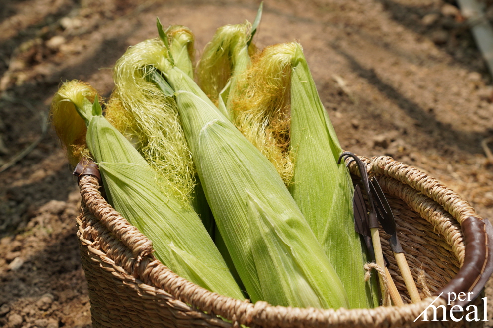 ▲초당옥수수 (사진제공=퍼밀)