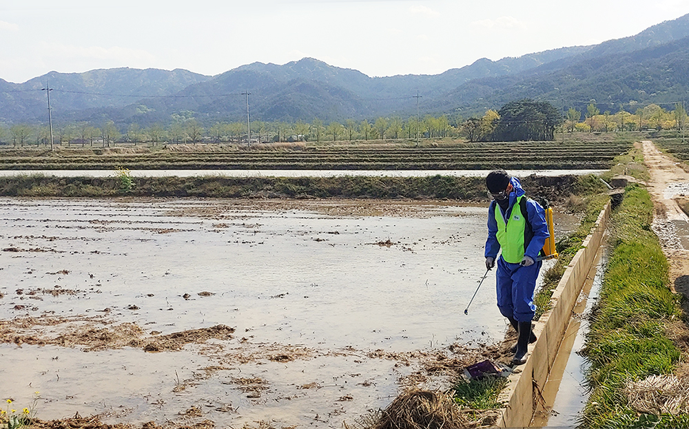 ▲팜한농 관계자가 잡초 방제 작업을 하고 있다. (사진제공=팜한농)