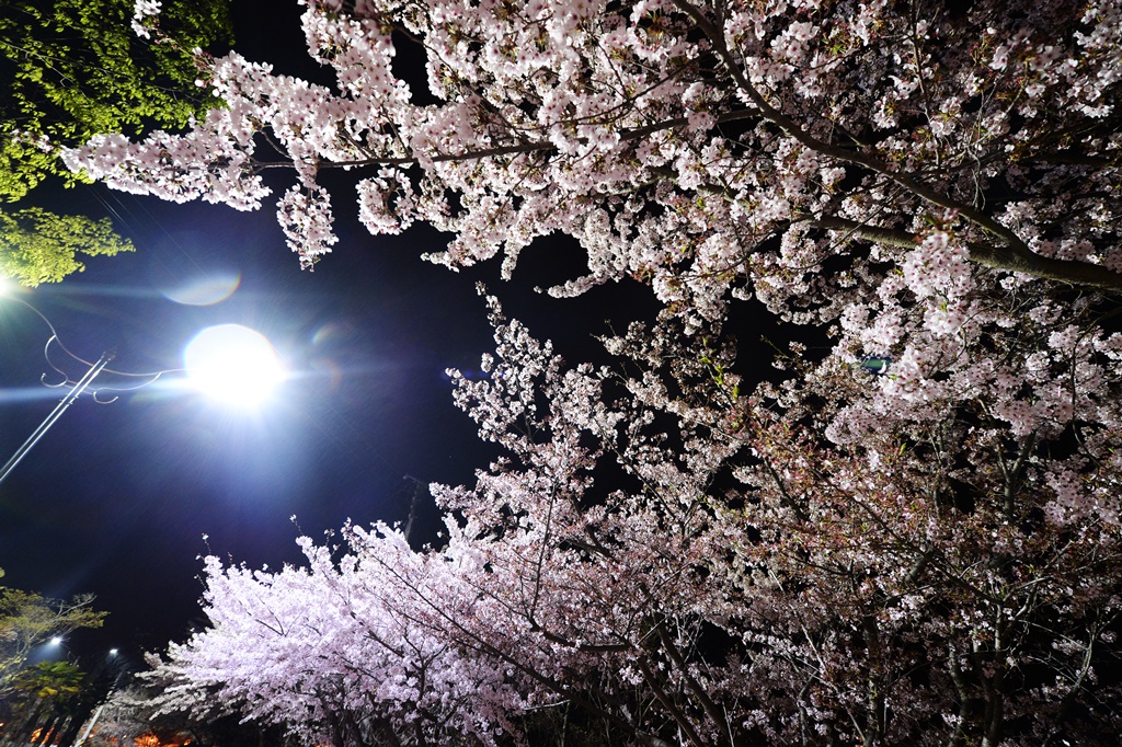 ▲가로등.  (사진=뉴시스)