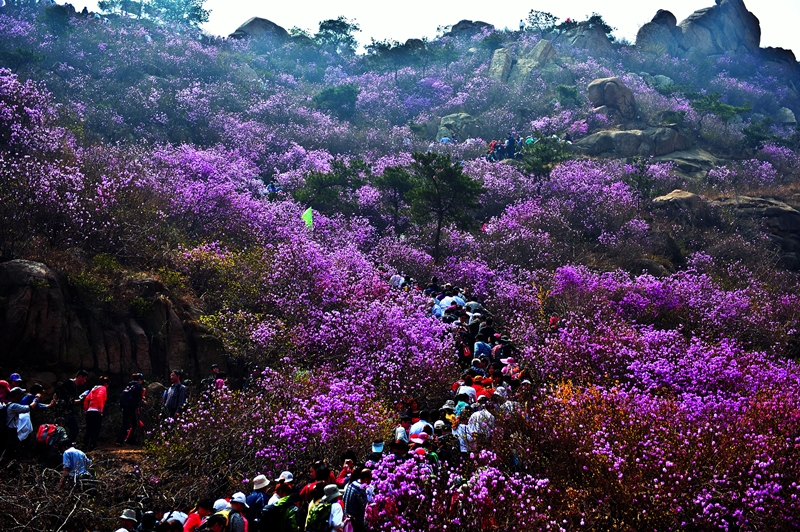 ▲대주산영산홍의 모습. (사진제공=중국주서울관광사무소)