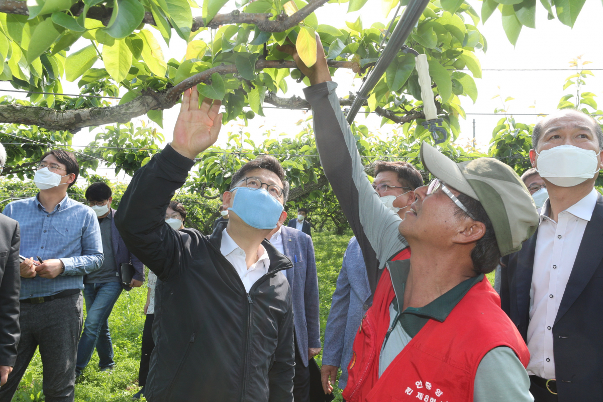 ▲김현수 농림축산식품부 장관이 27일 충남 천안의 배 피해 농가를 방문해 현장을 둘러보고 있다.  (사진제공=농림축산식품부)