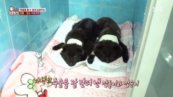 ▲'동물농장' 깜돌이와 깜순이(사진제공=SBS)