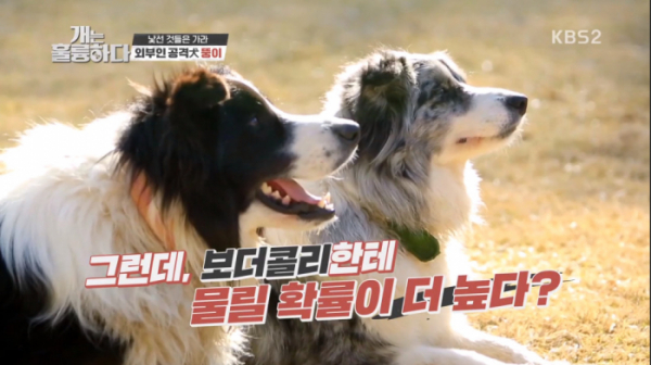 ▲'개훌륭' 보더콜리(사진제공=KBS2)
