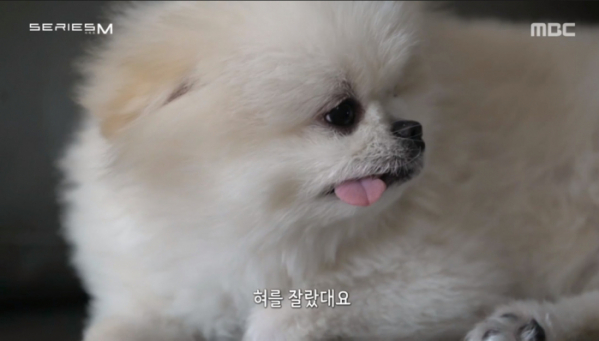 ▲‘시리즈M’ 포메라이안 단지(사진제공=MBC)