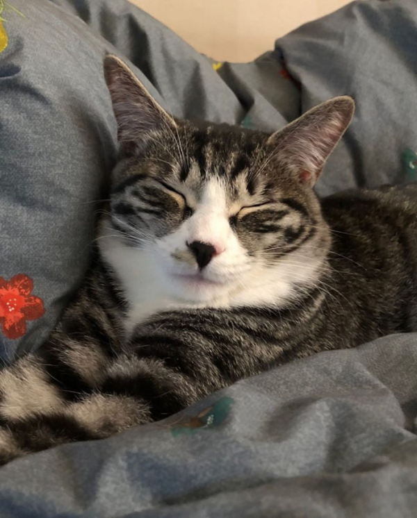 ▲유승호 반려묘(사진=유승호 인스타그램)