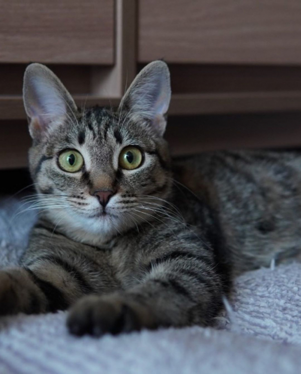 ▲유승호 반려묘(사진=유승호 인스타그램)